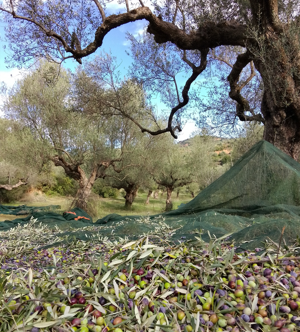 Les récoltes oléicoles Maison Kanellias Les récoltes oléicoles Maison Kanellias