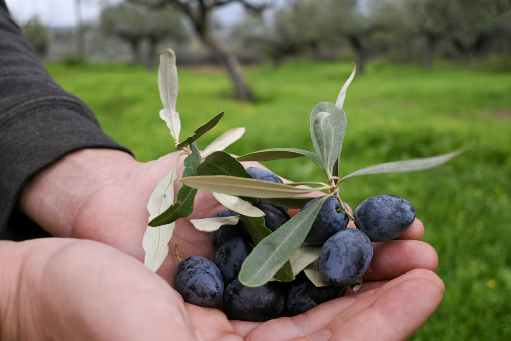 Les olives Kalamon, de Kalamata Les olives Kalamon, de Kalamata