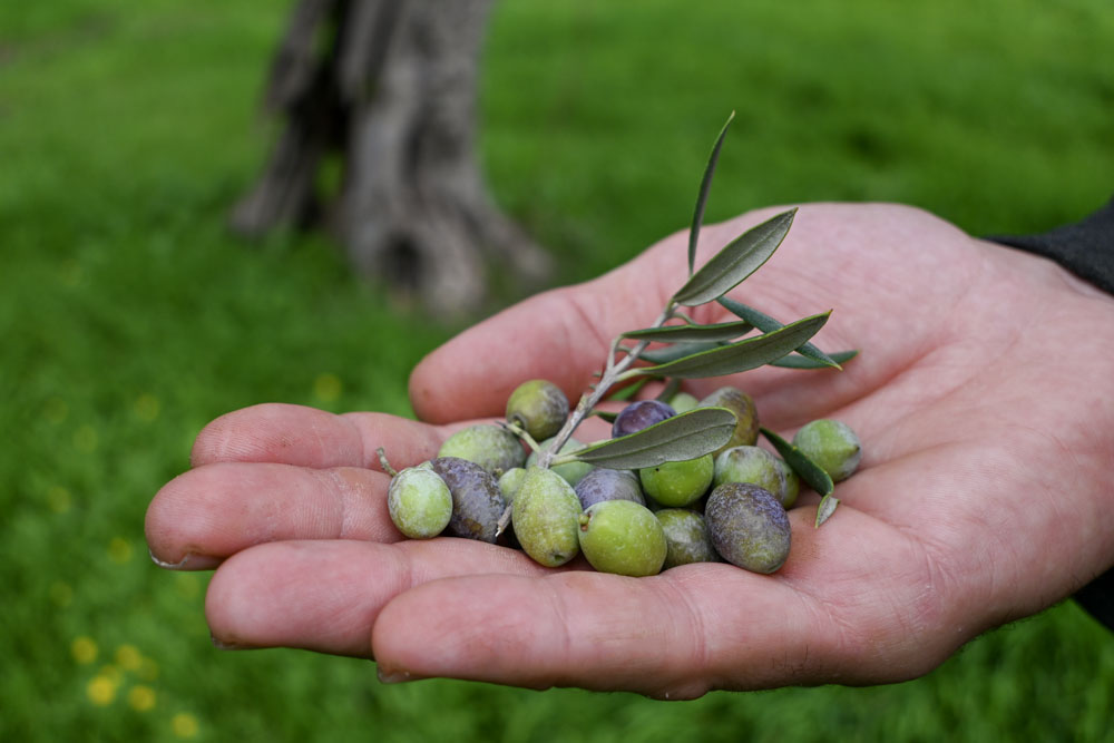 Les olives pour l'huile d'olive Les olives pour l'huile d'olive